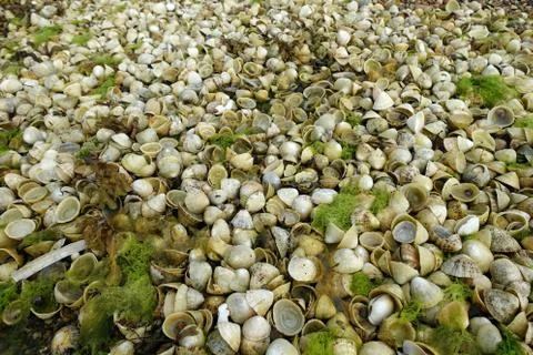 Piles of empty limpet shells revealed by low tide in Jersey, Channel islands Stock Photos