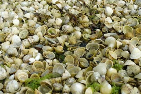 Piles of empty limpet shells revealed by low tide in Jersey, Channel islands Stock Photos
