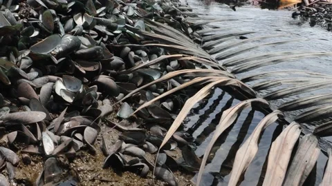 Piles of empty shells of shellfish dumped beside a stream, Thailand. Stock Footage 173123569