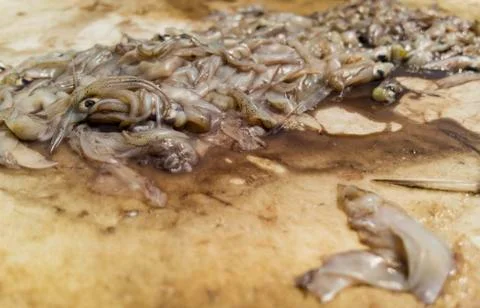 Piles of Fresh Raw Squid Stock Photos