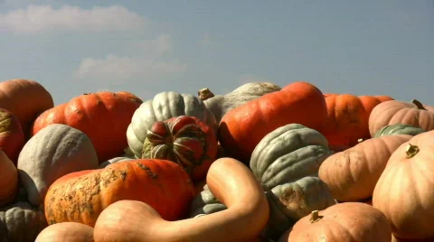 Piles of gourds Stock Footage 97319
