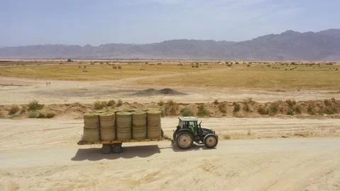 Piles of hay are getting collected by agricultural machines in haystack. Bale of Stock Footage 155625642