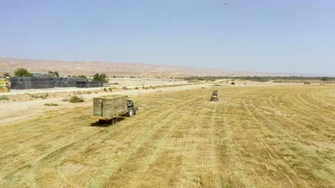 Piles of hay are getting collected by agricultural machines in haystack. Bale of Stock Footage 155625739