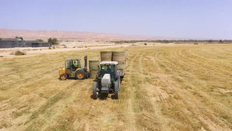 Piles of hay are getting collected by agricultural machines in haystack. Bale of Stock Footage 155625847