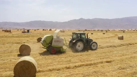 Piles of hay are getting collected by agricultural machines in haystack. Bale of Stock Footage 155626183