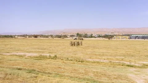 Piles of hay are getting collected by agricultural machines in haystack. Bale of Stock Footage 155626380