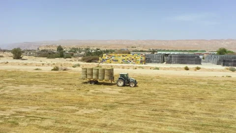 Piles of hay are getting collected by agricultural machines in haystack. Bale of Stock Footage 155626912