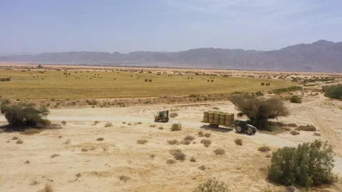 Piles of hay are getting collected by agricultural machines in haystack. Bale of Stock Footage 155626960