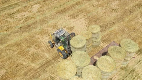 Piles of hay are getting collected by agricultural machines in haystack. Bale of Stock Footage 155627340