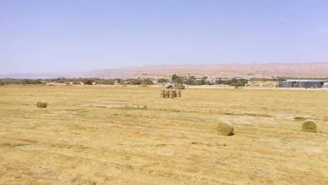Piles of hay are getting collected by agricultural machines in haystack. Bale of Stock Footage 155627417
