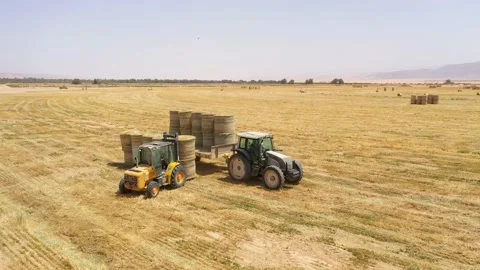 Piles of hay are getting collected by agricultural machines in haystack. Bale of Stock Footage 155627667