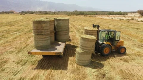 Piles of hay are getting collected by agricultural machines in haystack. Bale of Stock Footage 155627899