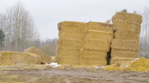 The piles of hays in the ground Stock Footage 63160883