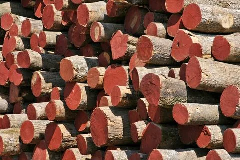 Piles of logs with colored cuts in red on sunny day. Natural wood. Natural Stock Photos