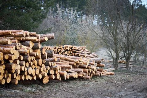Piles logs of pine trees stacked in logging area in spring forest. Deforest.. Stock Photos