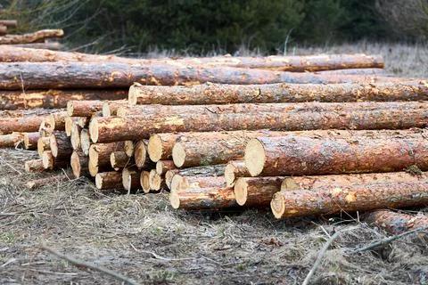 Piles logs of pine trees stacked in logging area in spring forest. Deforestat Stock Photos