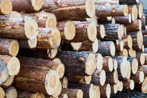Piles logs of pine trees stacked in logging area texture. Deforestation and f Stock Photos