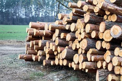 Piles logs of pine trees stacked in logging area in spring forest. Deforestat Stock Photos