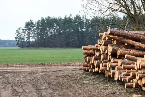 Piles logs of pine trees stacked in logging area in spring forest. Deforestat Stock Photos