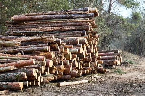 Piles logs of pine trees stacked in logging area in spring forest. Deforestat Stock Photos