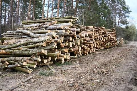 Piles logs of pine trees stacked in logging area in spring forest. Deforestat Stock Photos