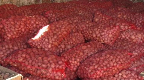 Piles of potatoes in mesh sacks Stock-Footage 54363758