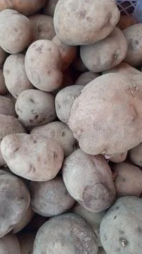 Piles of potatoes 스톡 사진