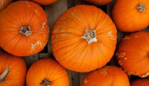 Piles of pumpkins background Stock Photos