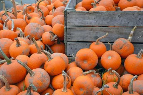 Piles of pumpkins Foto stock