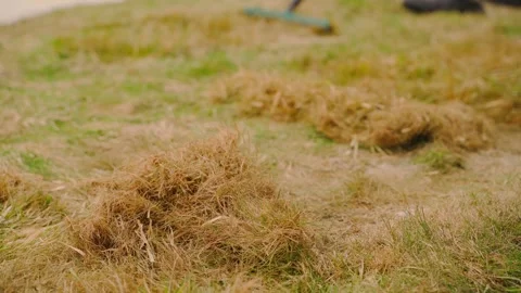 Piles of raked thatch on the lawn with a rake in the background. Close-up of dry Stock Footage 343239769