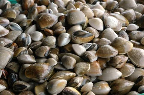 Piles of raw shellfish Stock Photos
