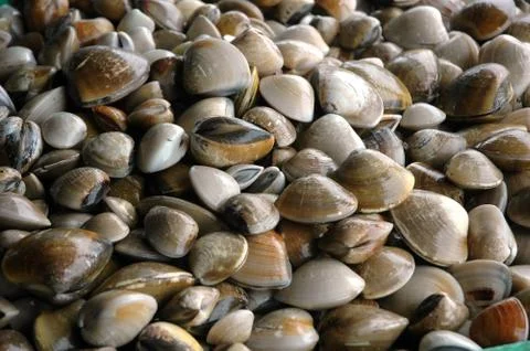 Piles of raw shellfish Stock Photos