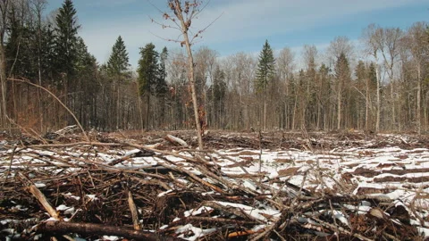 Piles of sawn branches in the cut down forest Видео 176992620