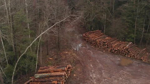 Piles of sawn logs of trees in forest Stock Footage 148324767