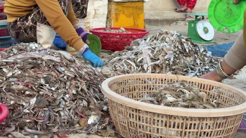 Piles of small non target fish and marine species are sorted by hand into Stock Footage 325514239