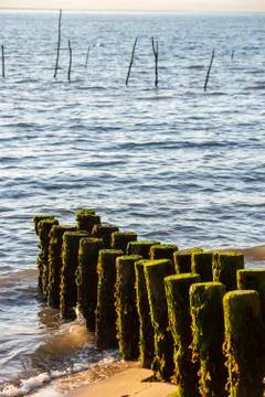 Piles To Stabilize The Beach Of Cap Ferret's Point And The Dune Of Pilat Foto stock