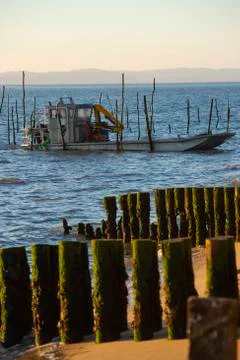 Piles To Stabilize The Beach Of Cap Ferret's Point And The Dune Of Pilat Stock Photos