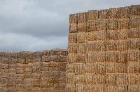 Piles of stacked rectangular straw bales. Stock Photos