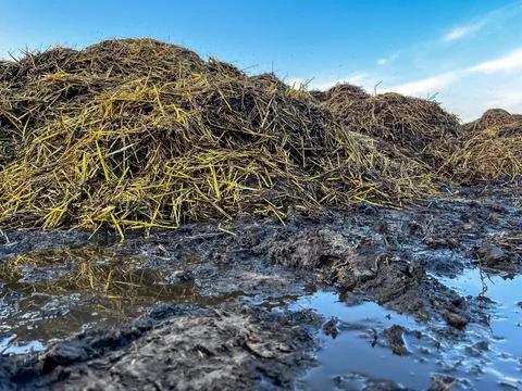 Piles of Straw and Mud With a Clear Sky Above in a Rural Setting During Day.. Stock Photos
