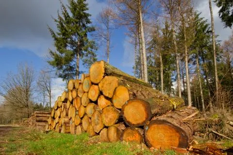 Piles of tree stems in forest Stock Photos