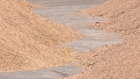 Piles of wheat grains at mill storage or grain elevator. Stock Footage 290066380
