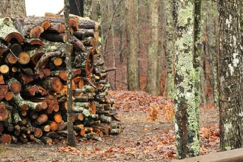 Piles of Wood stack for Fire outside Stock Photos