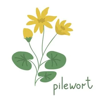 Pilewort vector illustration Stock Illustration