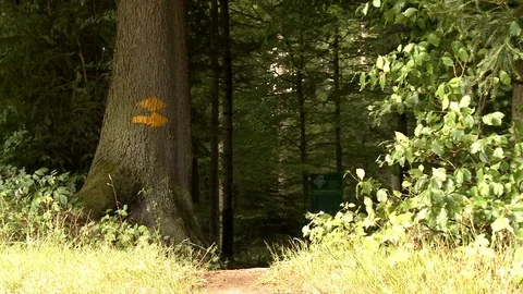 PILGRIM cloudy woods Video stock 111728825