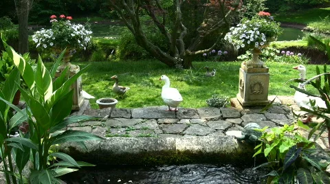 Pilgrim geese Stock Footage 98290