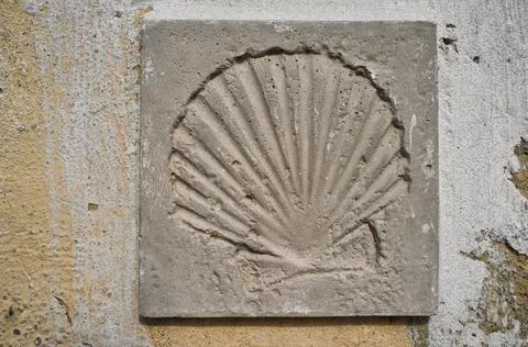 Pilgrim scallop Stock Photos