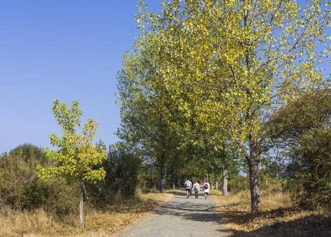 Pilgrims walking in a path among the trees along the Camino de Santiago, Spain. Stock Photos