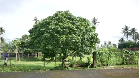 Pili nut tree Stock Footage 165402849