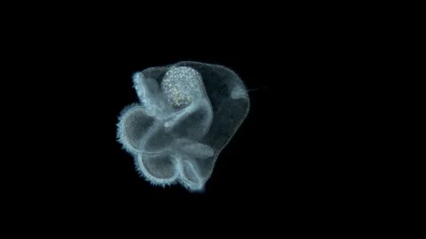 Pilidium larva of worm Heteronemertea un... | Stock Video | Pond5