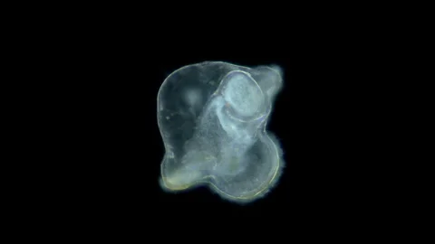 Pilidium larva of worm Heteronemertea un... | Stock Video | Pond5